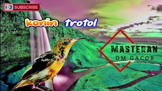 cukup 3 menit konin bakalan anda pasti nyaut dengar kicaunya pancing emosi
