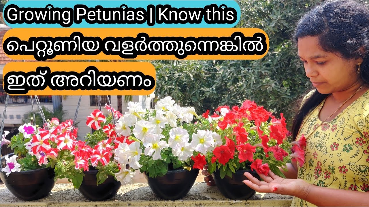 10 Golden tips for Healthy Petunia | Hanging Basket | പെറ്റൂണിയ ചെടി ആരോഗ്യത്തോടെ വളർത്താൻ 10 ടിപ്
