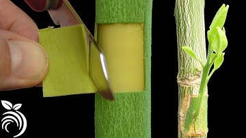 Ghép mắt nhỏ có gỗ – kỹ thuật ghép quả bưởi