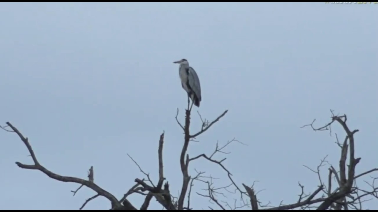 sindile faku April 25, 2017- Sunrise- Grey Heron with James