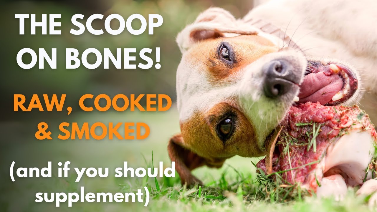 Maximizing Your Dog's Health: The Role of Bones and Minerals