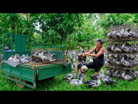 Harvest Muscovy Ducks For Market - Cook Grilled Duck Fillet And Duck Bamboo Shoot Soup With A Friend