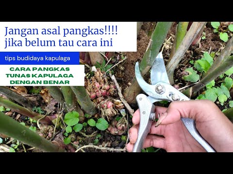 Cara Membuahkan Kapulaga