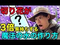 【3倍長持ち!】切り花を1日でも長く楽しみたい方は必ず見てください!【花瓶】【生花】【園芸】【ガーデニング 】【裏技】