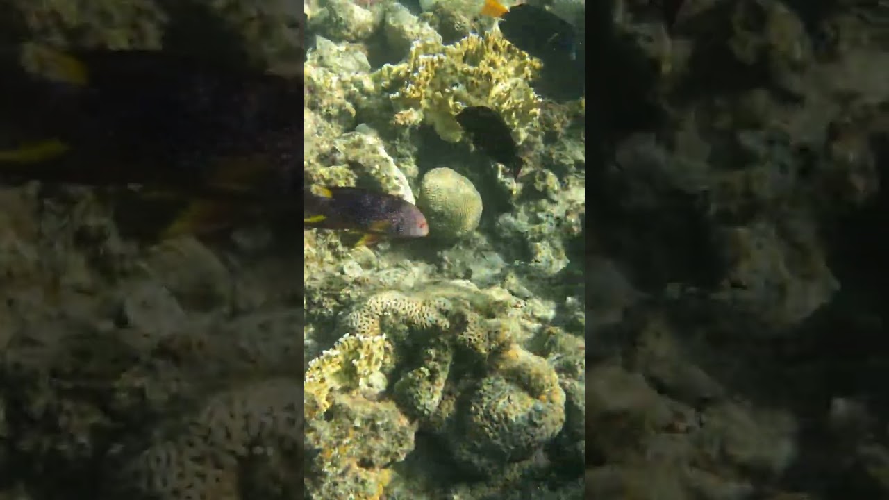 Yellow edged Lyre Tail Grouper Fish 