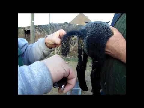 Video: UK Tail Dock-studie Laat Deze Dierenarts Haar Hoofd Krabben