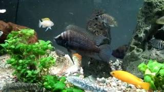 Big White Calvus with Big Black Compressiceps Tanganyikan Cichlids