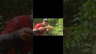 Release k3cil steike besar #mancing