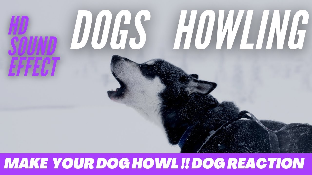 Dogs HOWLING to make you Dog Howl HD Sound Effect Dog Sounds Look Your Dogs REACTION !! YouTube