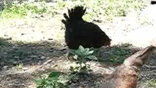 Black Sex Link Chicken Black Sex Link Chicks