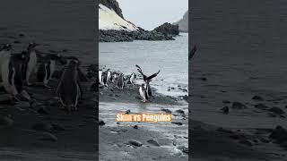 Constant battle on the white continent for food #antarctica #penguin #travel #nature #birdwatching
