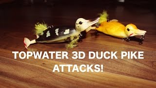 EPIC Topwater pike attacks on the Savage Gear 3D Suicide Duck!
