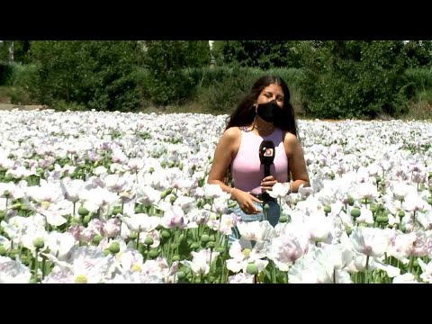 Video: Información sobre la adormidera: aprenda sobre las flores de la adormidera