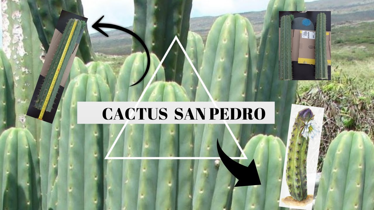 Cactus San Pedro (+18)
