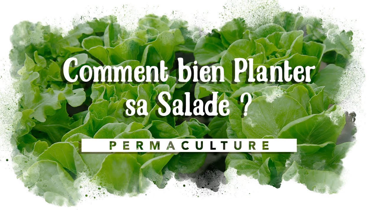 Comment bien planter la Salade? - YouTube