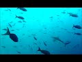 Incredible Galapagos Islands freediving with Sharks, Rays & turtles