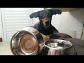 CUPOM DE DESCONTO PETLOVE & COMPRAS