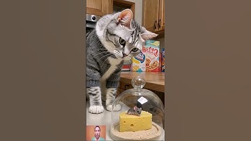 Shocking!😱😱 The cat goes tactical! ばすぎ!😱😱 や猫が戦術モードに突入! #shorts #tabbycat #trap