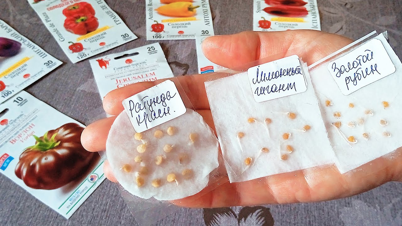 Нашла Лучший Способ для Томатов и Перца! Теперь сею только так!