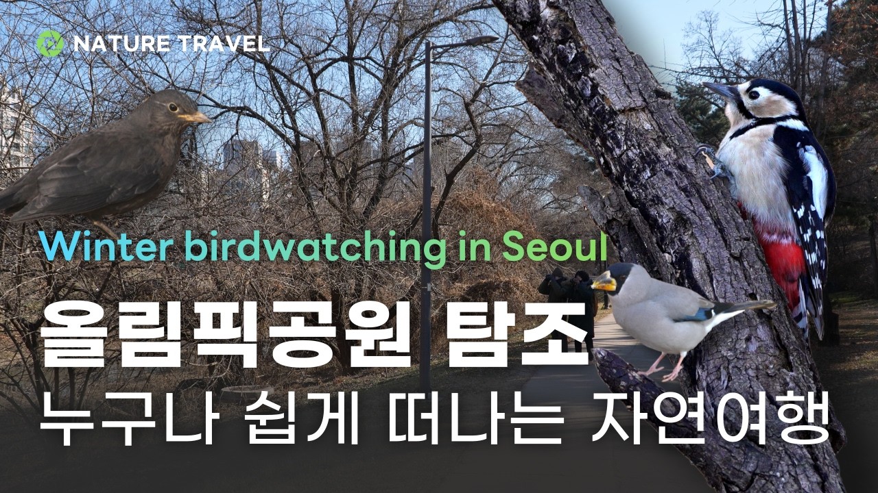 서울 도심 공원 '최고 맛집' 포인트를 공개합니다-도심 탐조 산책-올림픽공원 탐조 2편