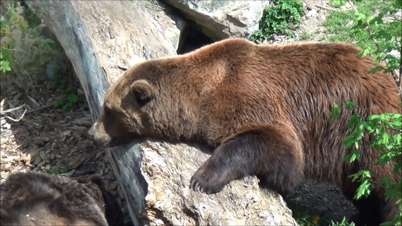 Alpine Zoo, Innsbruck, Austria YouTube