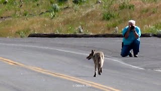 Coyote Crossing Bridge - Yellowstone National Park