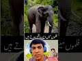 فلموں میں نظر آنے والے ہاتھی ایسے ہوتے ہیں 🙄👌#film #pakistan #punjab #news #viral#shorts #youtube