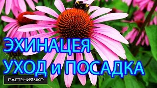 Эхинацея посадка и уход / выращивание эхинацеи из семян Эхинацея посадка и уход / выращивание эхинацеи из семян