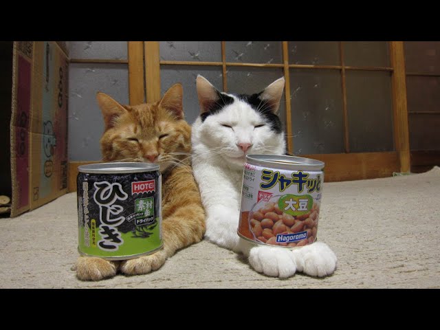 だれかこねこをたすけて An overly obedient genius cat that jumps at the call of its