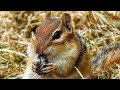 Backyard Bonanza 2 | Squirrels and Chipmunks | 12 Hour Video For Cats