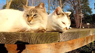 小さな橋の上で頬を寄せ合う仲良し猫コンビ