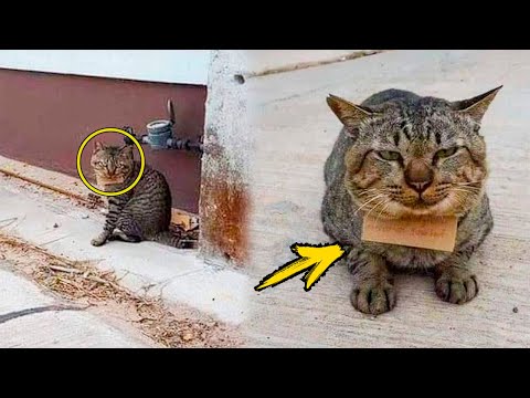 Кот вернулся домой