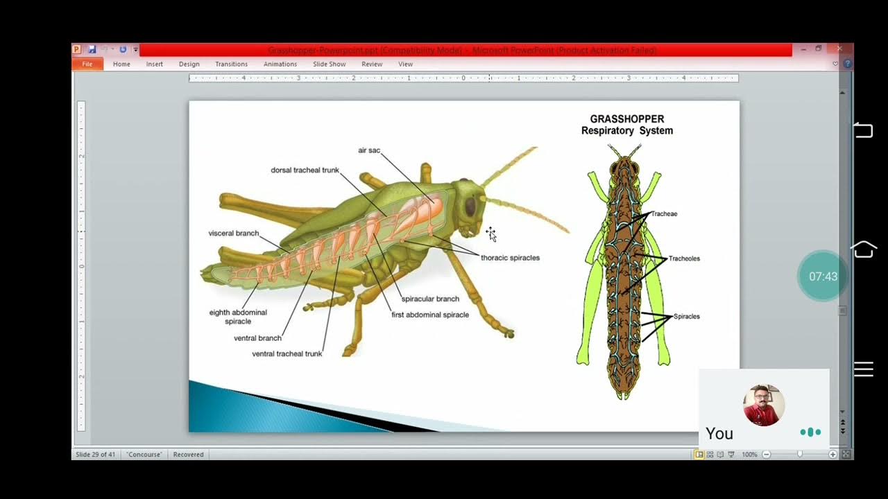 Respiratory, Circulatory, Excretory and Nervous System of