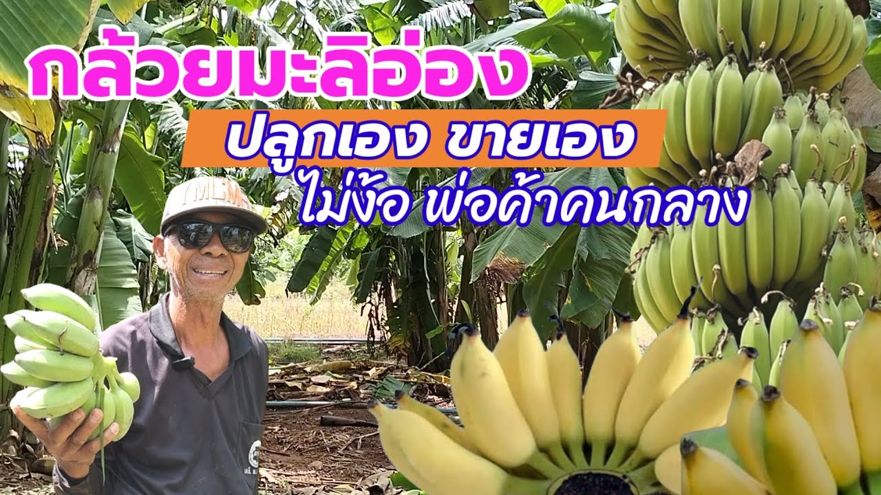 กล้วยมะลิอ่อง ปลูกเอง ขายเอง ไม่ง้อพ่อค้าคนกลาง