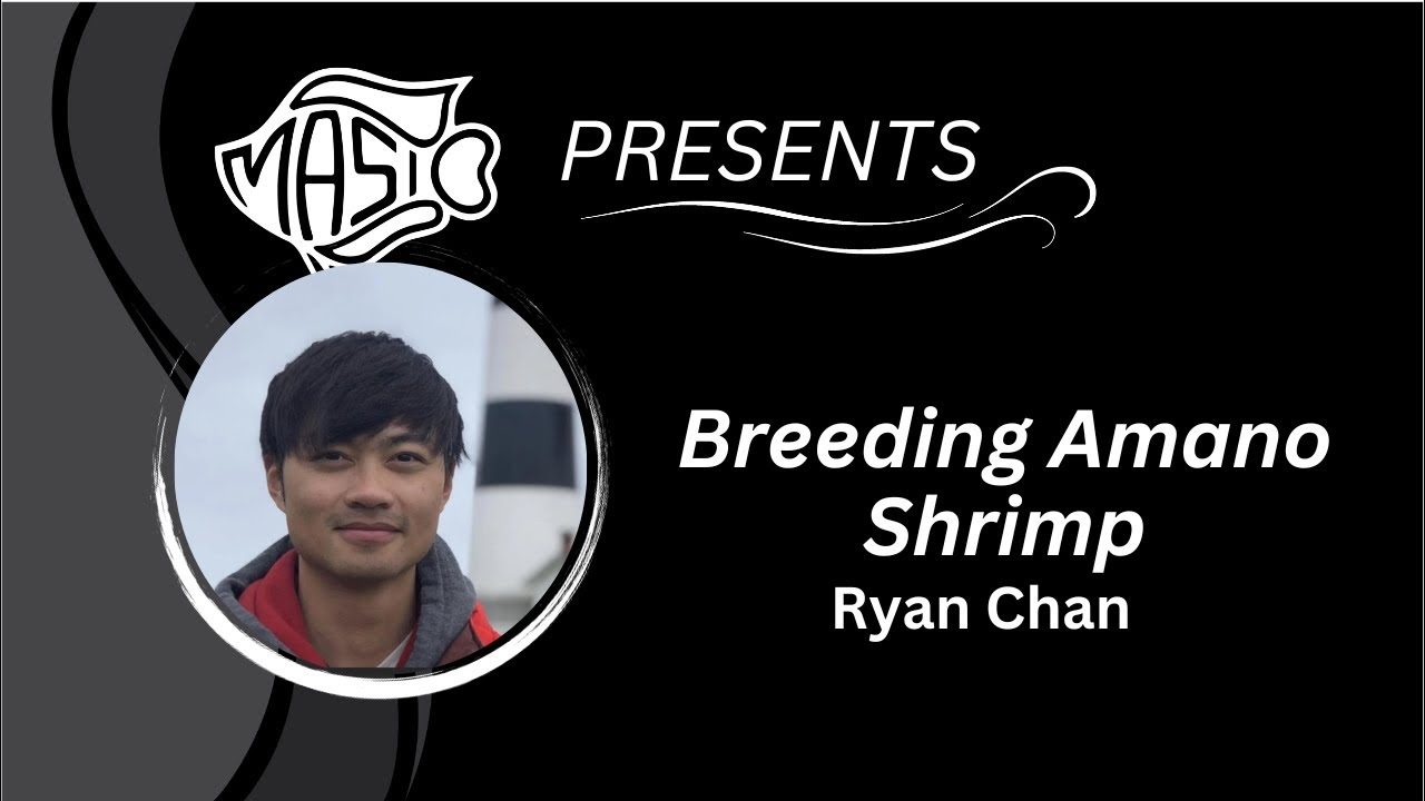 Breeding Amano Shrimp ~ Ryan Chan