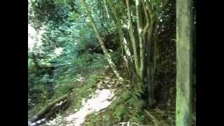 La biosfera Jinotega, Nicaragua cloud forest part 1