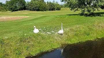 swans near by Strawberry line and golf place