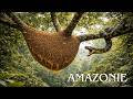 AMAZONIE SAUVAGE | Les Prédateurs Silencieux De La Forêt Tropicale Humide | DOCUMENTAIRE ANIMALIER Mp3 Song