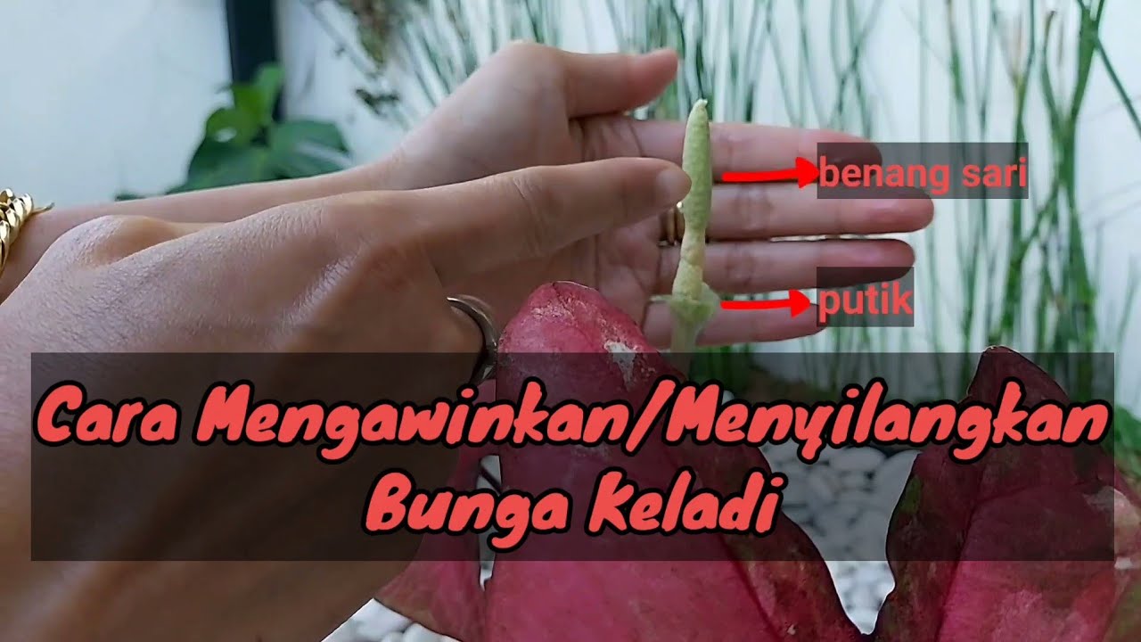Cara Mengawinkan/Menyilangkan Caladium | Keladi | Hybrid Keladi