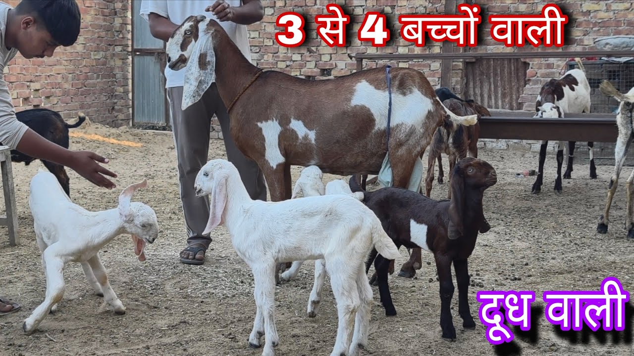 3 से 4 बच्चों वाली बीटल बकरियां बिकाऊ goat's breed's beetal 