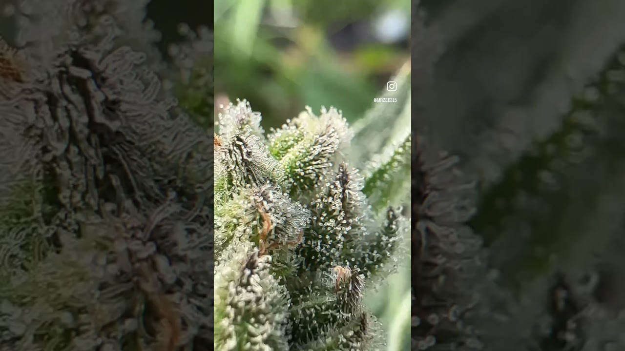 I’m forever filming flowers 🌺 🪴