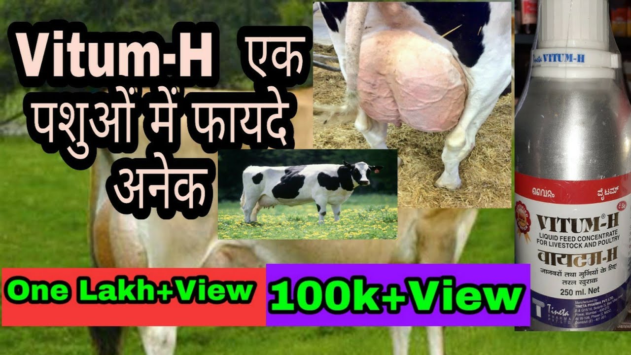 video phone beyonce mp3 Vitum-H हमें कौन से पशु को देना चाहिए और इसके क्या क्या फायदे हैं पशुओं की Udder बढ़ाने में