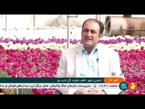 Iran Gillyflower greenhouse, Khomeini-Shahr county گلخانه پرورش گل شب بو خميني شهر