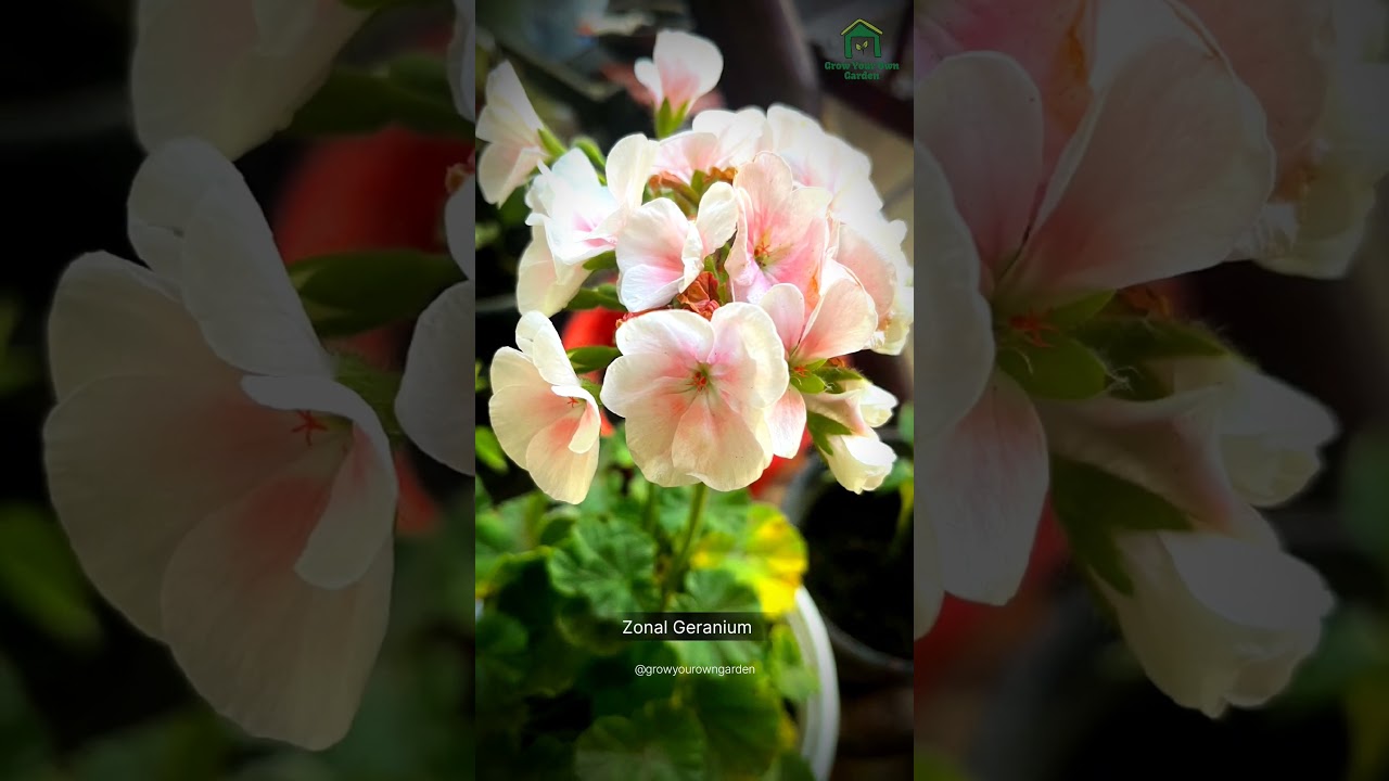 Zonal Geranium Bloom! 🌸 | White & Pink Garden Geranium 