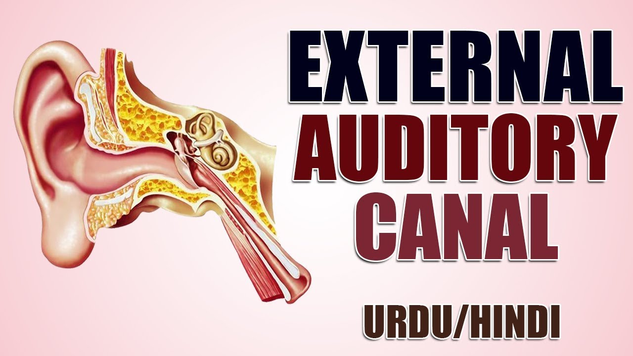External Auditory Canal Urdu Hindi YouTube