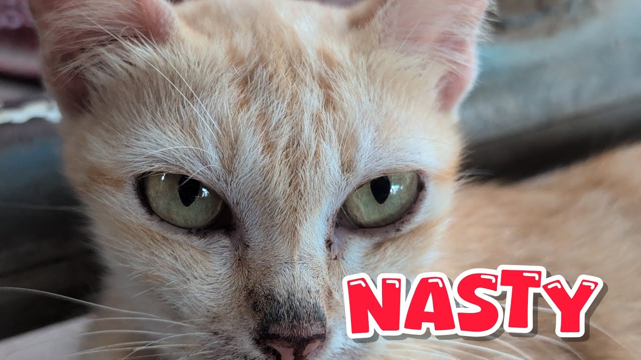 Nasty Cats - YouTube