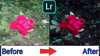 Rose Photo Editing Tutorial | Lightroom Full Editing Tutorial | Flower Photo Editing | #Lightroom 🔥🔥 screenshot 5