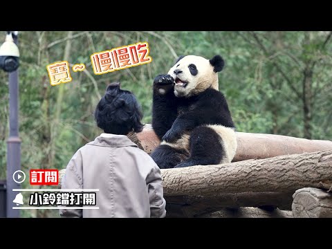 《熊貓早晚安》備受奶媽寵愛的小團子 | iPanda熊貓頻道