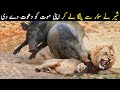 Lion VS Warthog | شیر کو سؤر سے پنگا لینا مہنگا پر گیا | Wild Animals Of Planet Earth