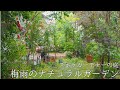 梅雨のマイガーデン/手入れせずに梅雨入りしたらこんな庭です/宿根草の花が咲く雨の庭